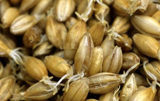 La cebada, el cereal estrella del whisky