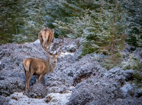 Le roi des Highlands