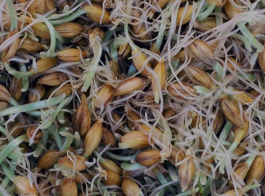 Malting
