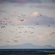 Spey Bay, l’eau, la tourbe et les oiseaux