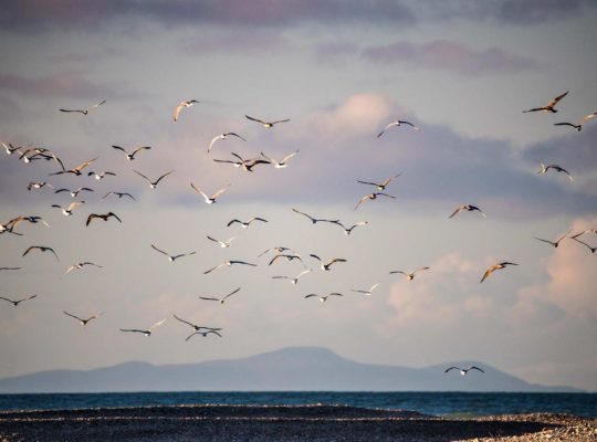 Spey Bay, l’eau, la tourbe et les oiseaux