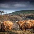 Highland cattle, une vache taillée pour l’Écosse !