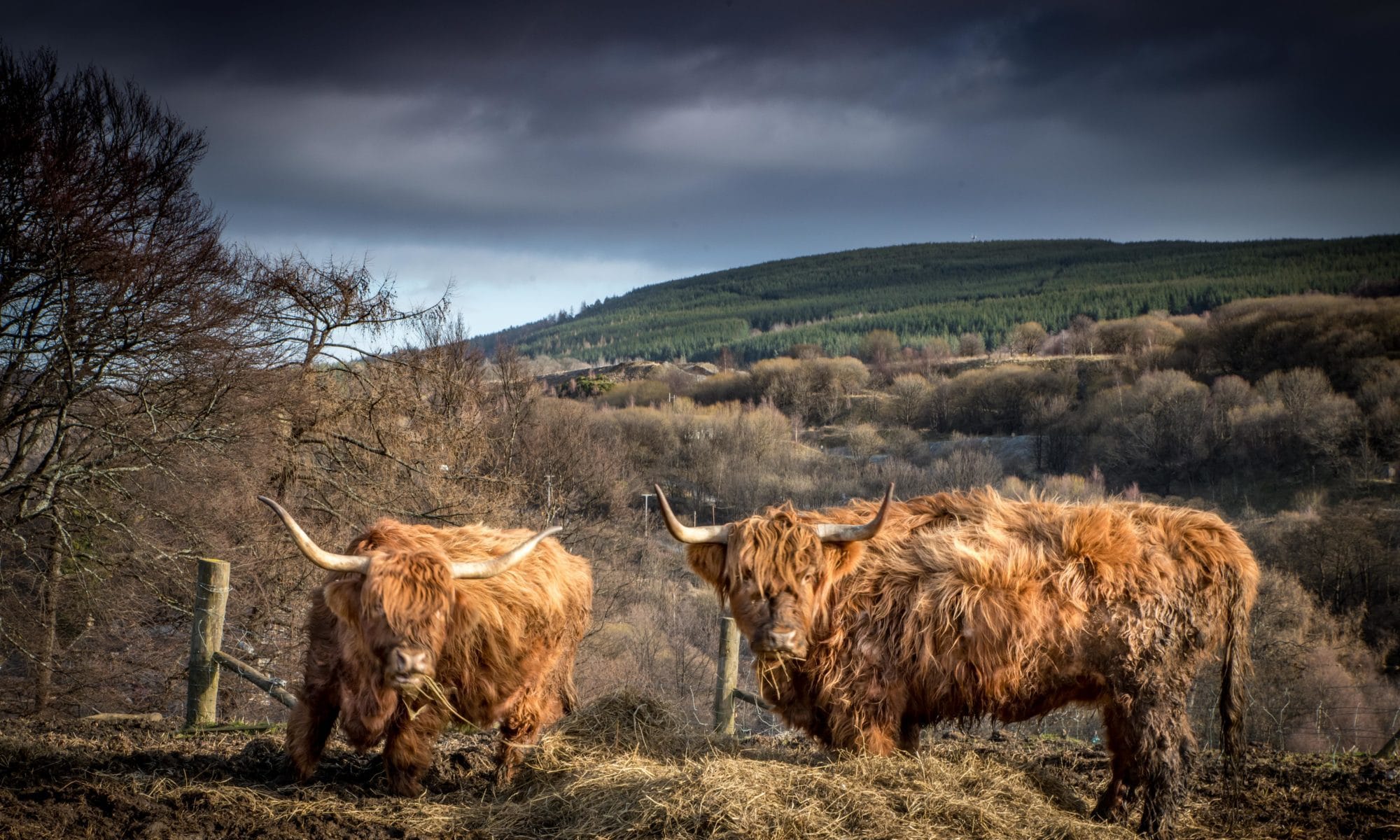 Vache Highland Roadtrip Ecosse Siredwards