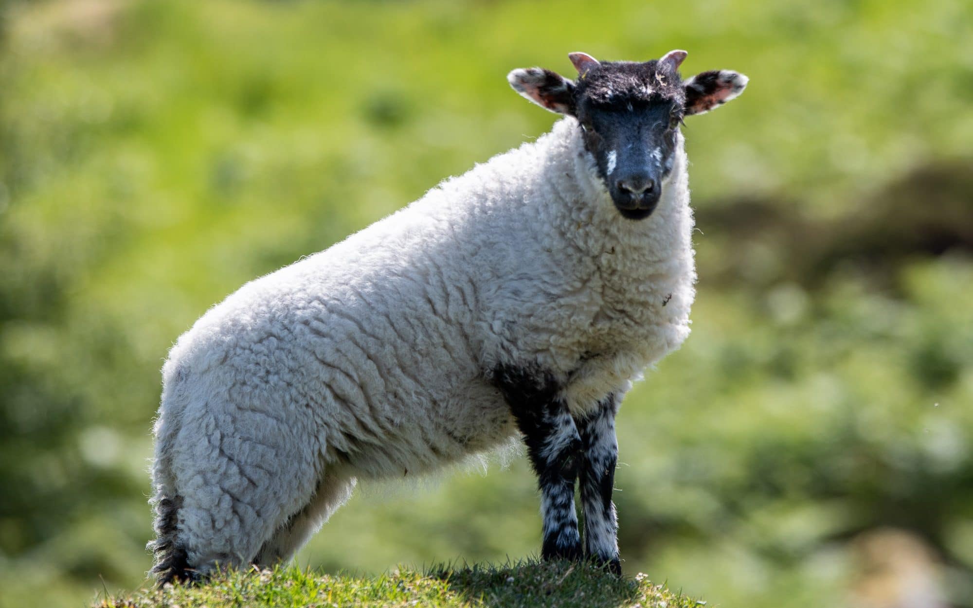 Les moutons à tête noire de Lewis et Harris