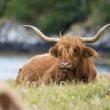 Highland Cattle, la mascotte poilue