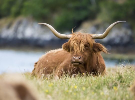 Highland Cattle, la mascotte poilue