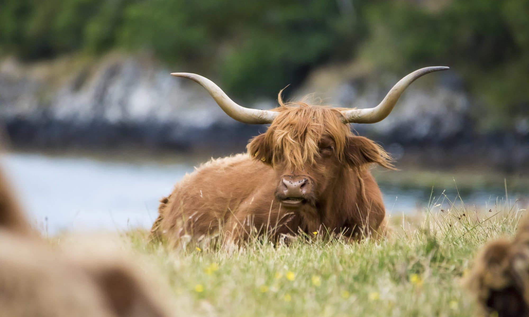 Highland Cattle, la mascotte poilue