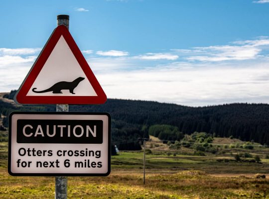 Attention, traversée de loutres !