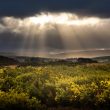 Soleil sur la lande écossaise