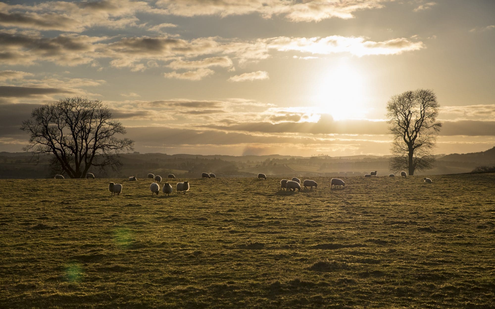 happy-as-a-scottish-sheep-sir-edwards-roadtrip