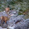 The king of the Highlands