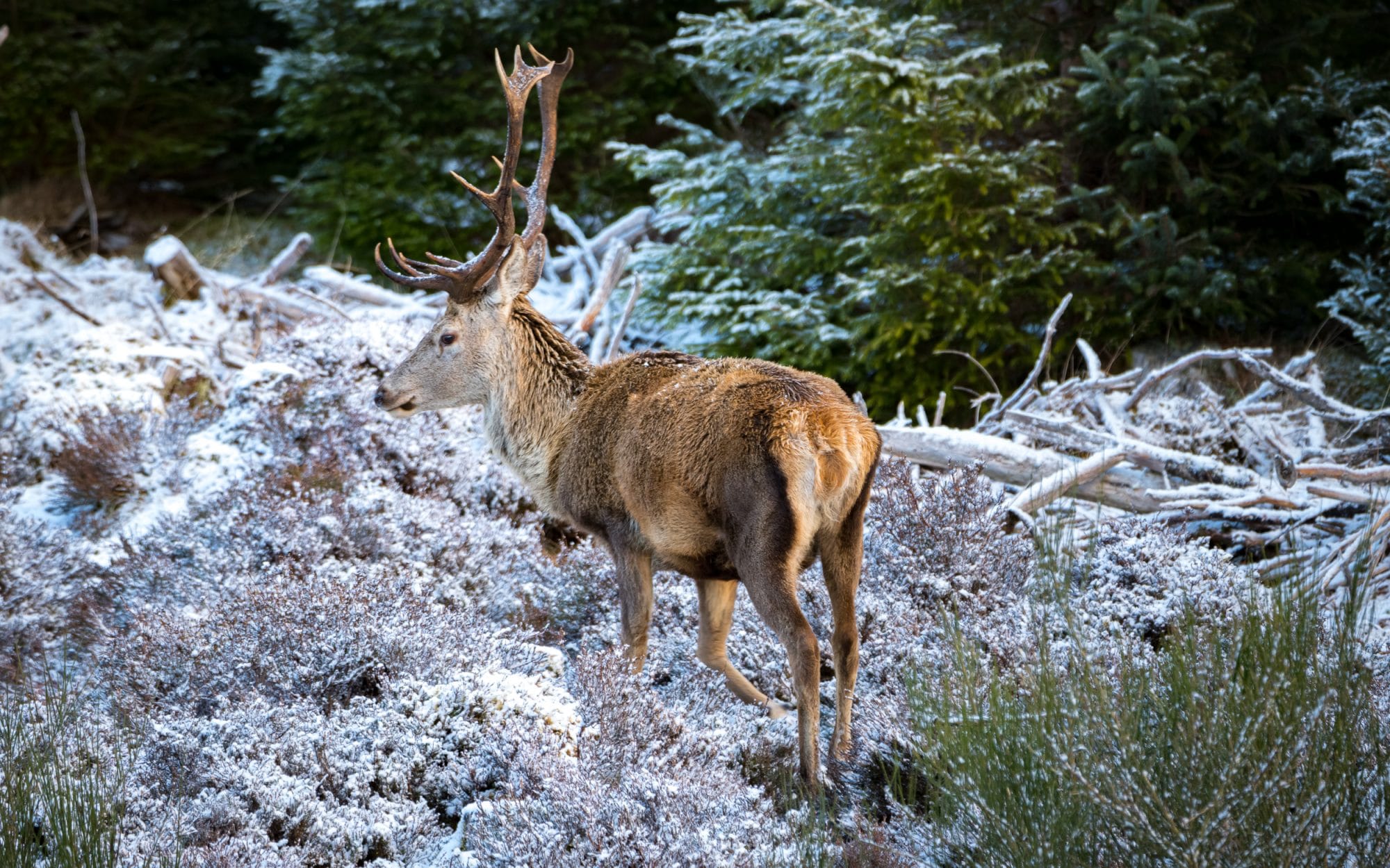 Nez à nez dans les Highlands