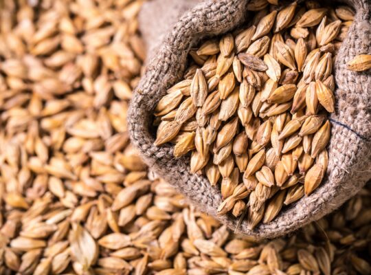 Whisky cereal grains