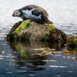 The seals of Lamlash Bay