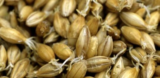Barley, the main grain used in whisky