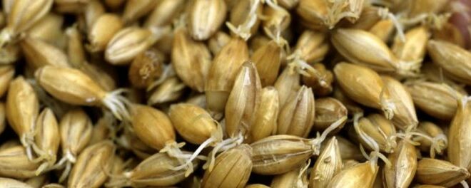 barley_main_grain_of_whisky