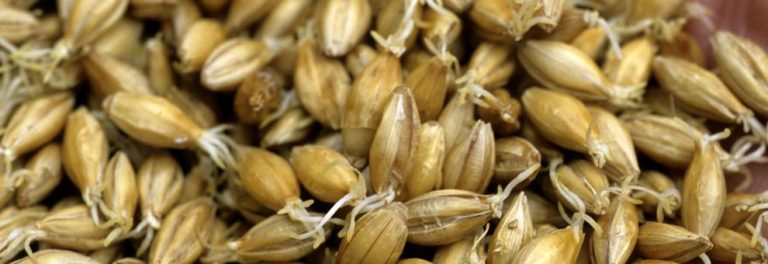 barley_main_grain_of_whisky