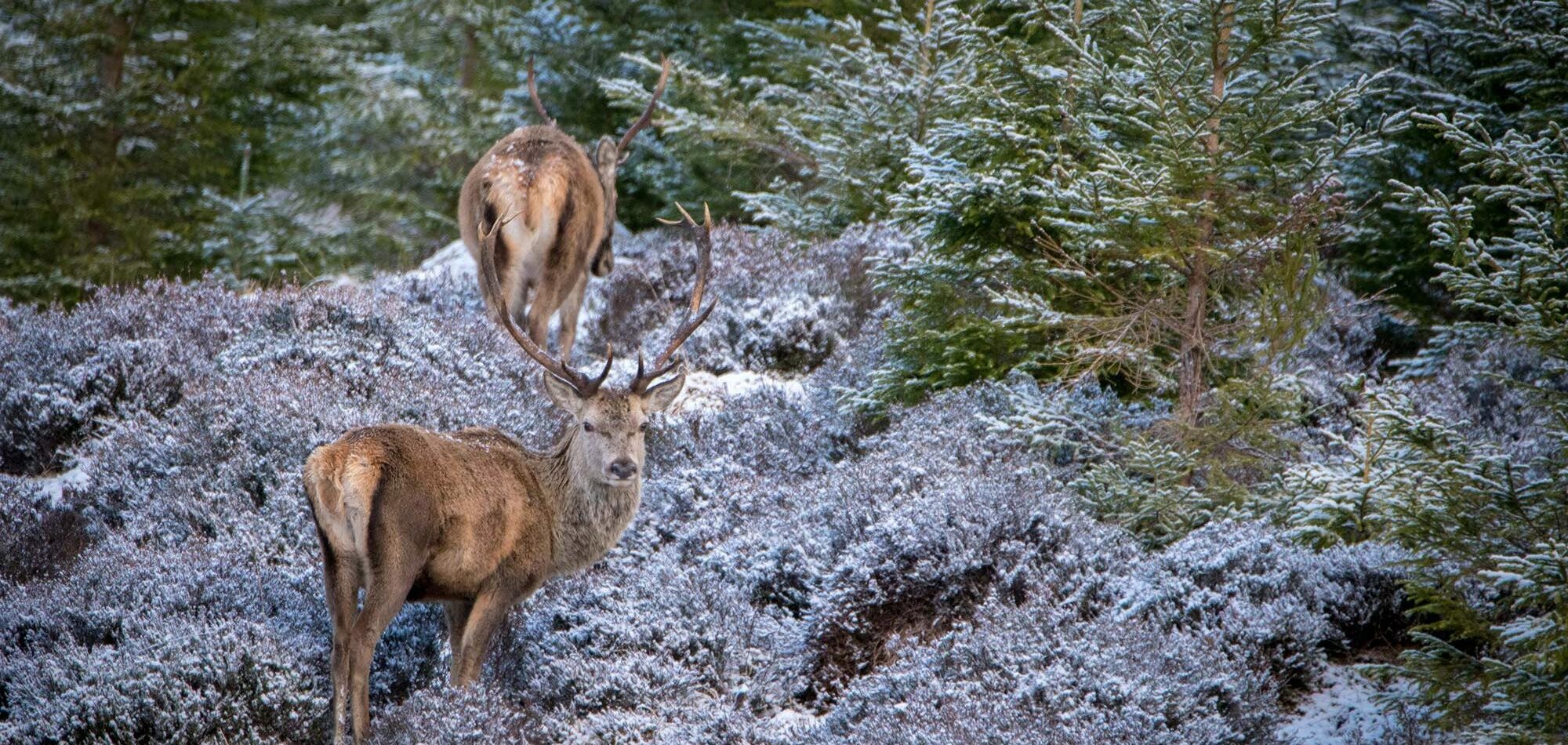 El rey de las Highlands