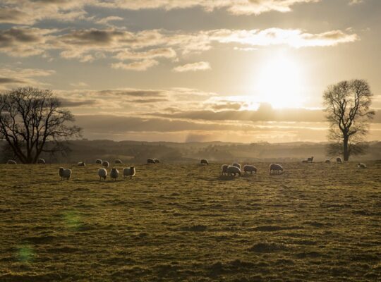 Feliz como una oveja escocesa