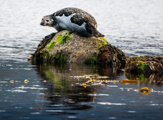Las focas de la bahía de Lamlash