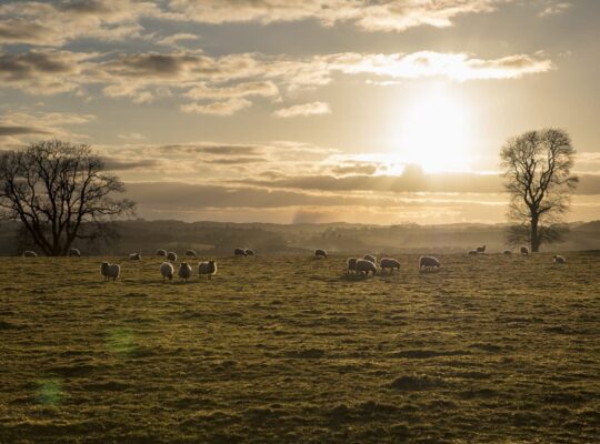 Happy as a Scottish sheep!