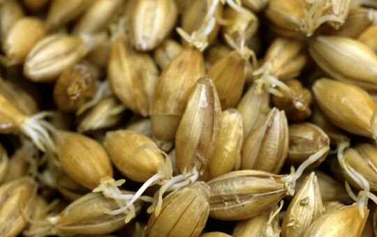 La cebada, el cereal estrella del whisky