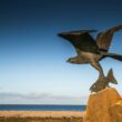 The raptor of Spey Bay