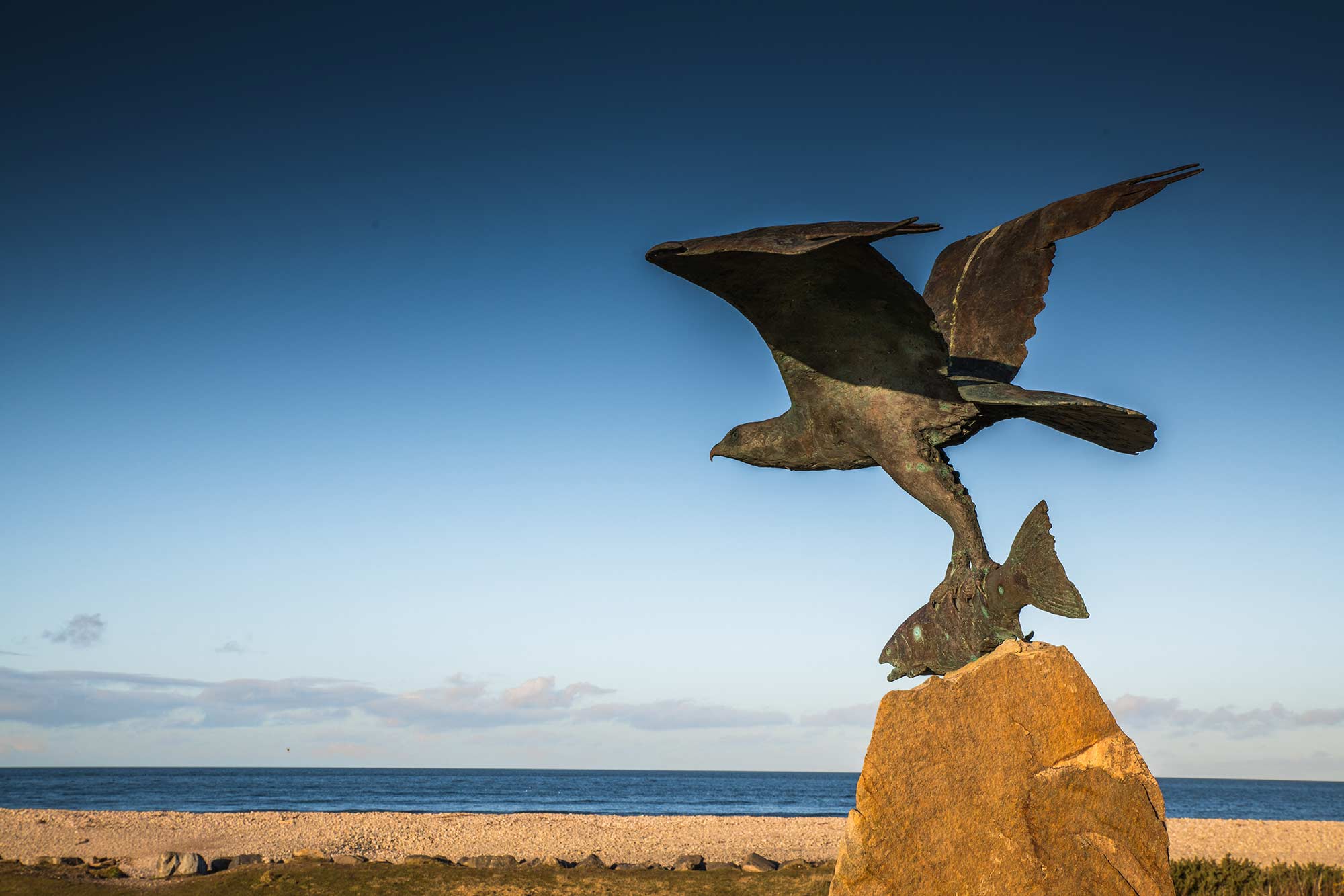 The raptor of Spey Bay