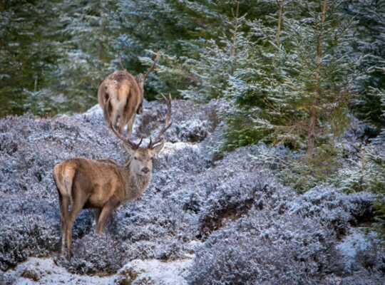 The king of the Highlands