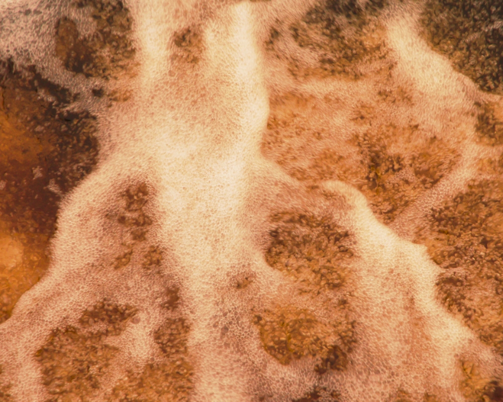 Fermentation