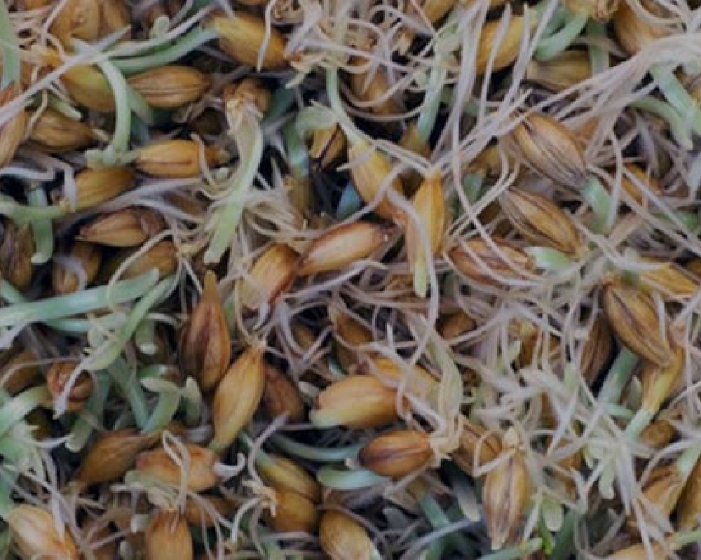Malting