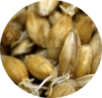 Grain